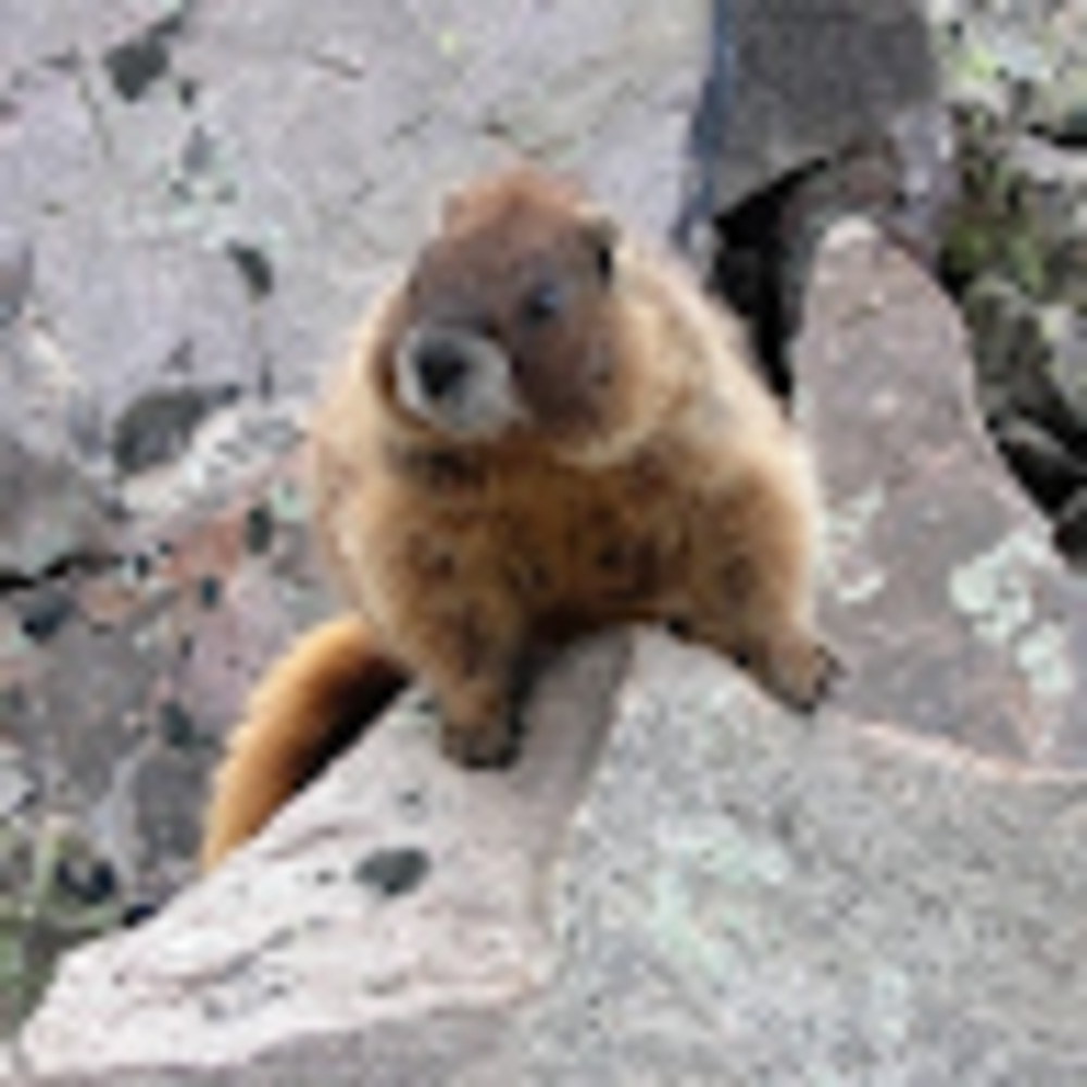 Meet your Posher, Nicole